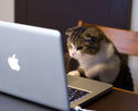 business-cat.jpg