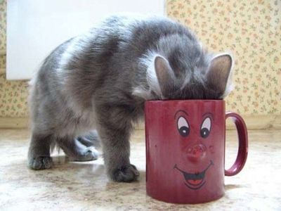 cup_of_cat.jpg